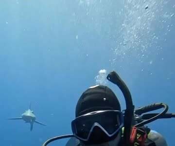 A scuba diver in blue water with a small shark visible in the background