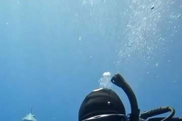 A small shark swimming through clear blue open water